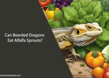 Can Bearded Dragons Eat Alfalfa Sprouts