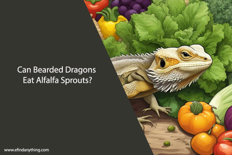 Can Bearded Dragons Eat Alfalfa Sprouts