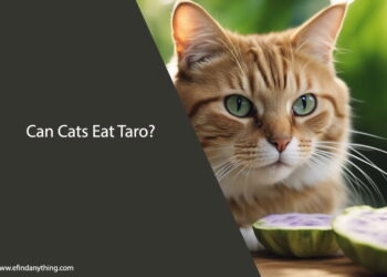 Can Cats Eat Taro