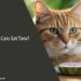 Can Cats Eat Taro