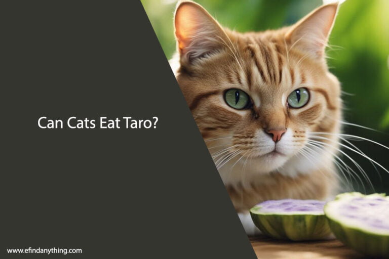 Can Cats Eat Taro