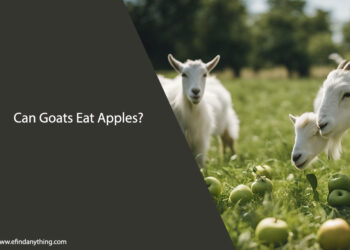 Can Goats Eat Apples
