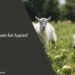 Can Goats Eat Apples