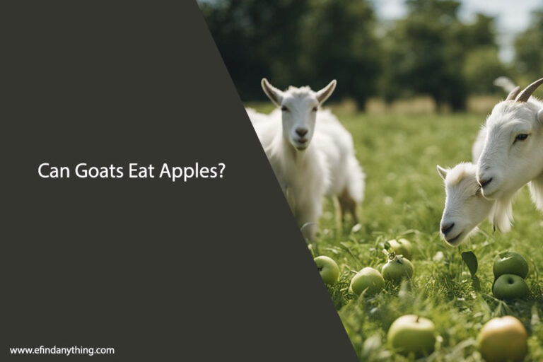 Can Goats Eat Apples