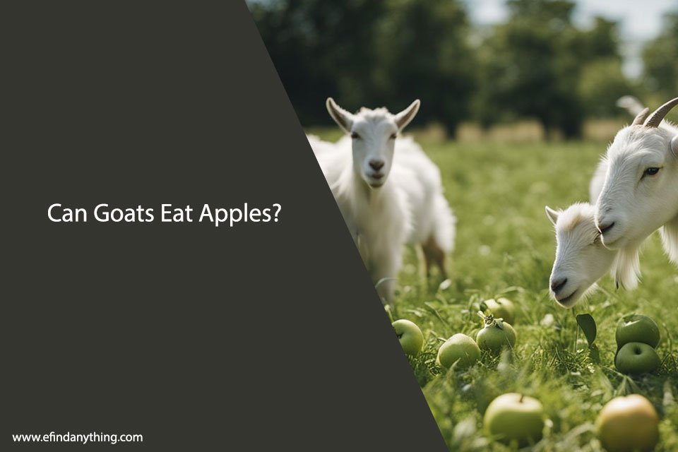 Can Goats Eat Apples? A Comprehensive Guide