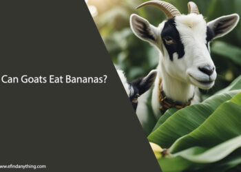 Can Goats Eat Bananas