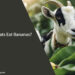 Can Goats Eat Bananas