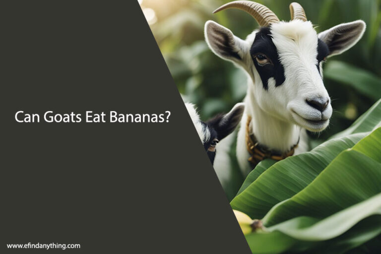 Can Goats Eat Bananas