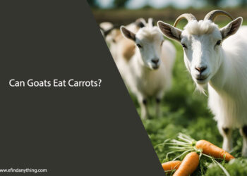 Can Goats Eat Carrots