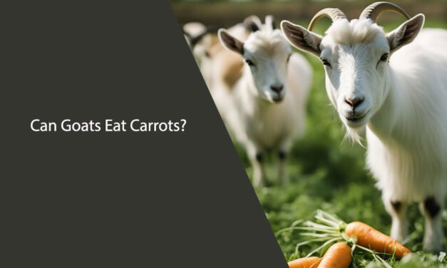 Can Goats Eat Carrots? A Comprehensive Guide