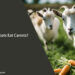 Can Goats Eat Carrots