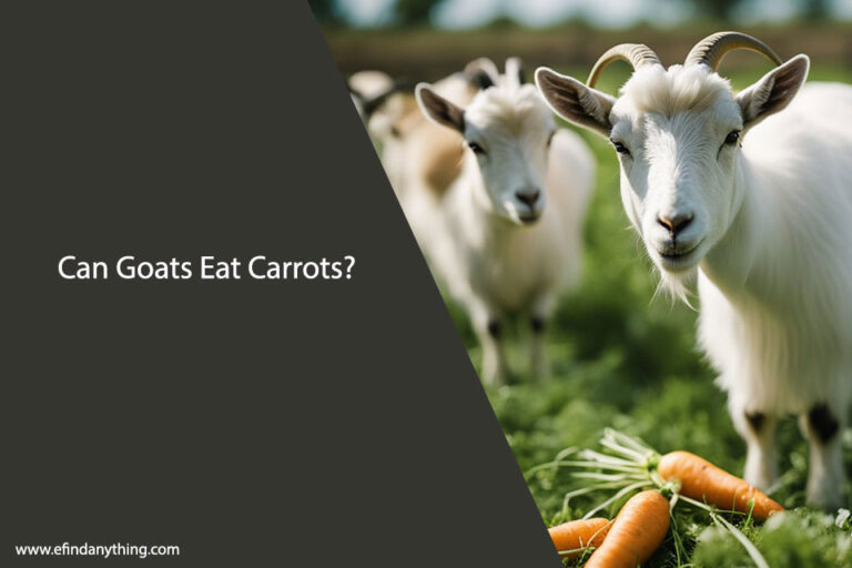 Can Goats Eat Carrots