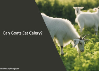 Can Goats Eat Celery