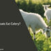 Can Goats Eat Celery
