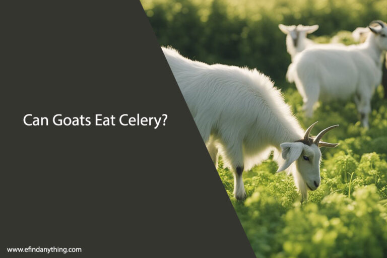 Can Goats Eat Celery
