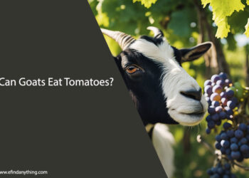 Can Goats Eat Grapes