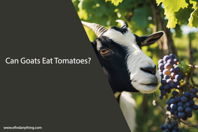 Can Goats Eat Grapes