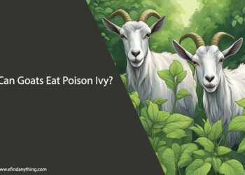 Can Goats Eat Poison Ivy