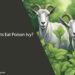 Can Goats Eat Poison Ivy
