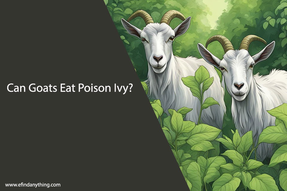 Can Goats Eat Poison Ivy? A Comprehensive Guide