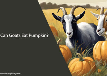 Can Goats Eat Pumpkin