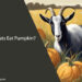 Can Goats Eat Pumpkin