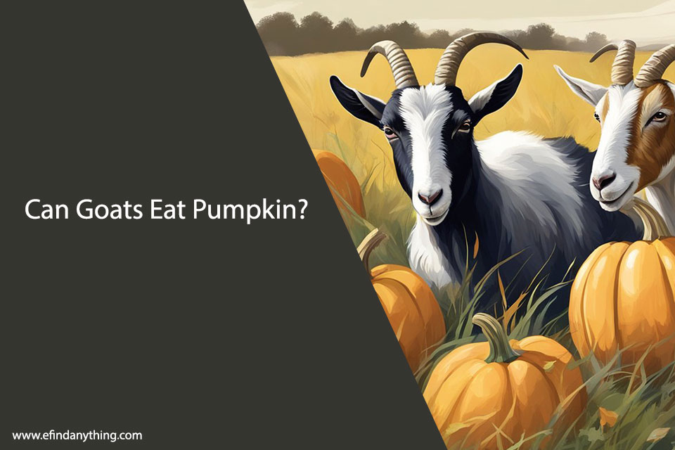 Can Goats Eat Pumpkin