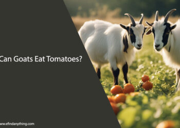 Can Goats Eat Tomatoes