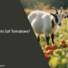 Can Goats Eat Tomatoes