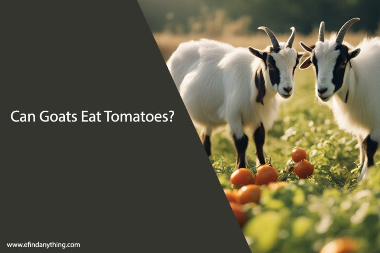 Can Goats Eat Tomatoes