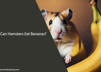 Can Hamsters Eat Bananas
