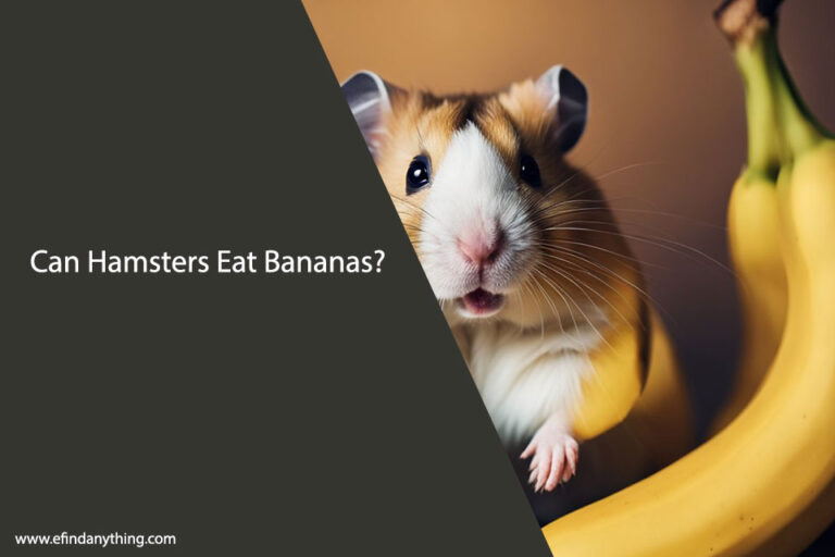 Can Hamsters Eat Bananas