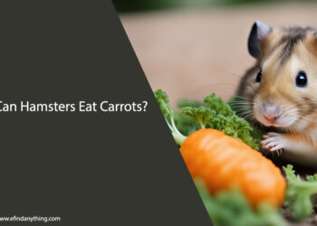 Can Hamsters Eat Carrots