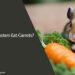 Can Hamsters Eat Carrots