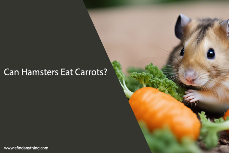 Can Hamsters Eat Carrots