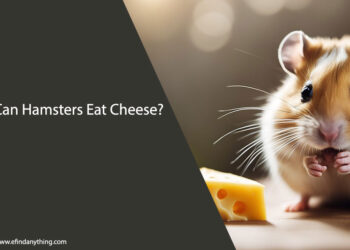 Can Hamsters Eat Cheese