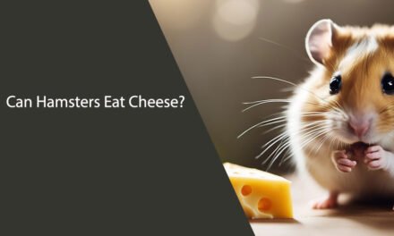 Can Hamsters Eat Cheese? A Comprehensive Guide