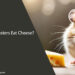 Can Hamsters Eat Cheese
