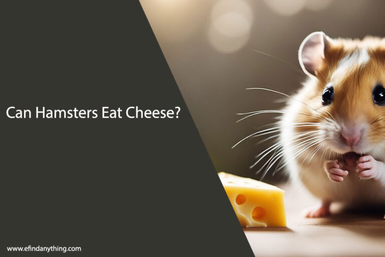 Can Hamsters Eat Cheese