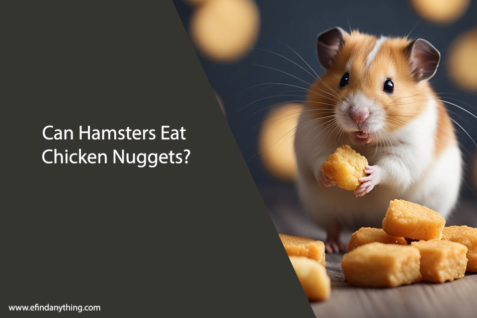 Can Hamsters Eat Chicken Nuggets