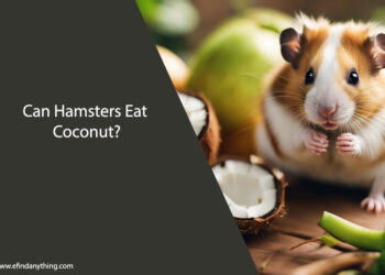 can hamsters eat coconut
