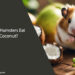 can hamsters eat coconut
