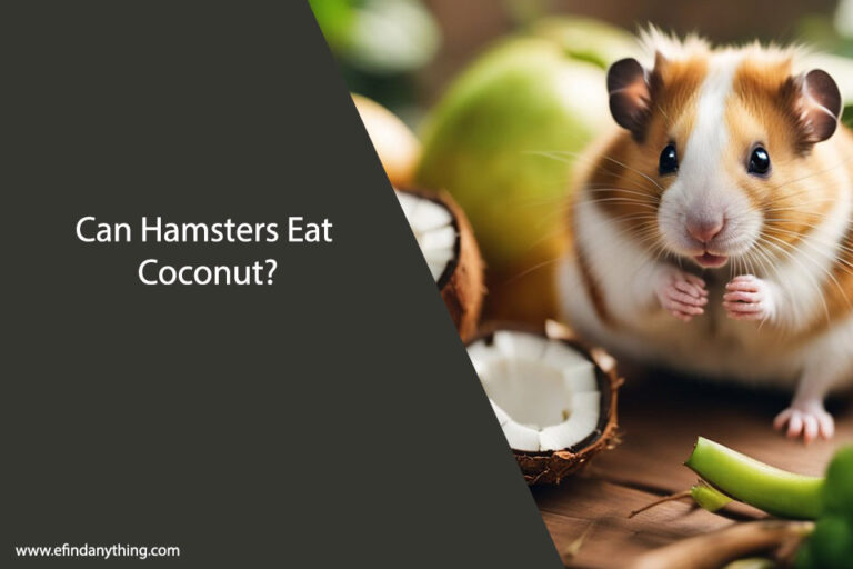 can hamsters eat coconut