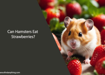 Can Hamsters Eat Strawberries