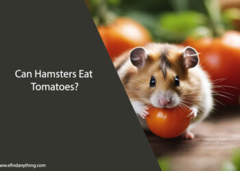 Can Hamsters Eat Tomatoes