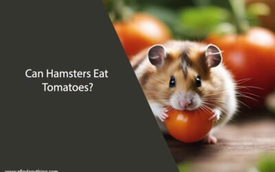 Can Hamsters Eat Tomatoes? A Comprehensive Guide