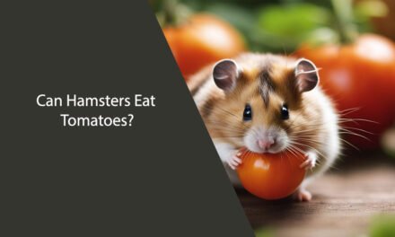 Can Hamsters Eat Tomatoes? A Comprehensive Guide