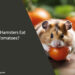 Can Hamsters Eat Tomatoes