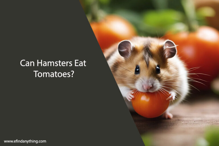 Can Hamsters Eat Tomatoes