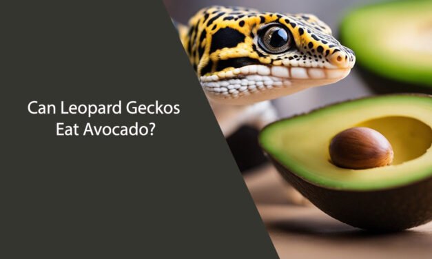 Can Leopard Geckos Eat Avocado?